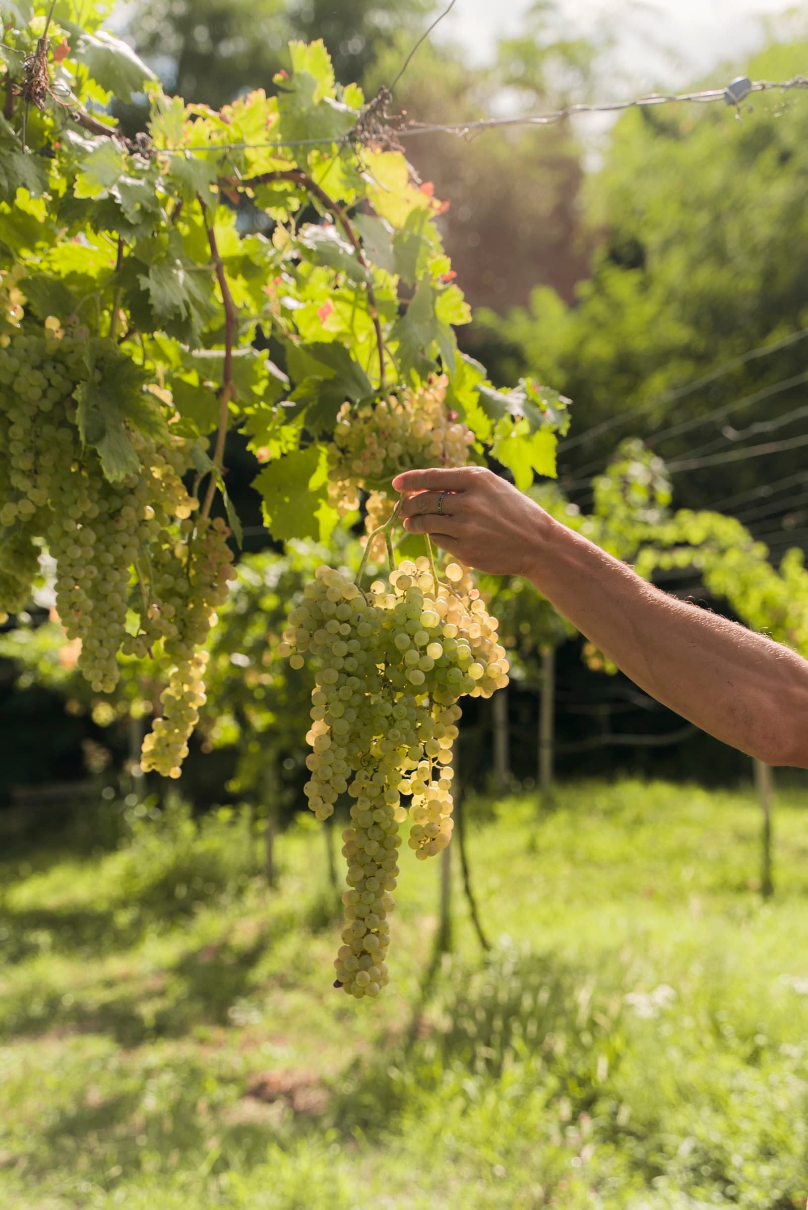 Grappolo di Garganega